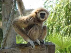 Lagos, the Zoo, the white-handed Gibbon by Glen Bowman 
